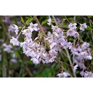 Zierkirsche floranza.de Frühlingskirsche 60-100 cm