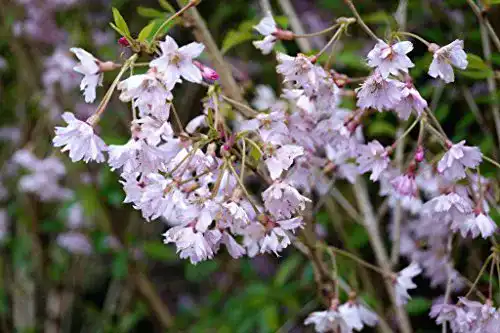 Zierkirsche floranza.de Frühlingskirsche 60-100 cm