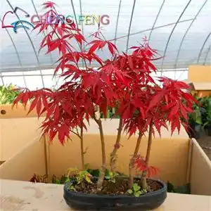 Ahorn-Pflanze Pinkdose 20 PC/Satz Japanische Rote Ahorn