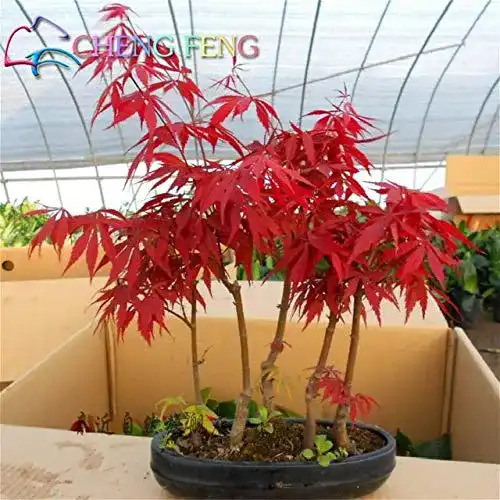 Ahorn-Pflanze Pinkdose 20 PC/Satz Japanische Rote Ahorn