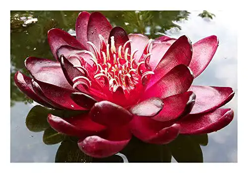 Seerosen ZAC Wagner Nymphaea ‘Black Princess’ Blutrote Seerose