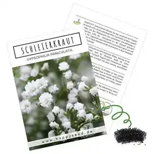 Schleierkraut-Samen HappySeed Schleierkraut Samen mehrjährig