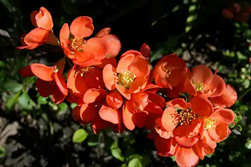 Zierquitte PlantaPro ‘Cido’ -R- Chaenomeles japonica im Topf