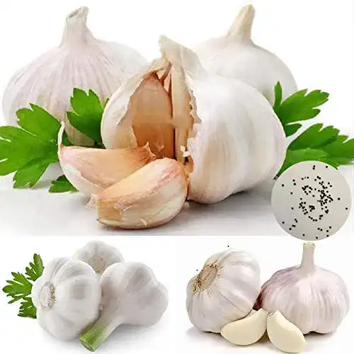 Knoblauch-Samen Oce180anYLVUK Knoblauchsamen, 100 Stück
