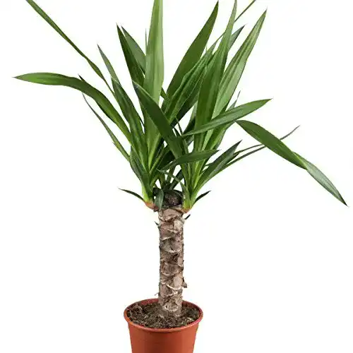 Yucca-Palme Dominik Blumen und Pflanzen, 30 – 50 cm hoch
