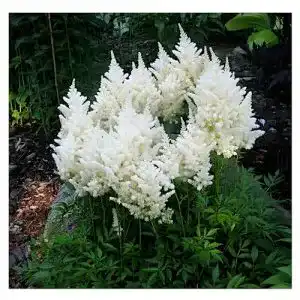 Astilbe Stauden Gänge 1 x arendsii ‚Deutschland‘ , Stauden