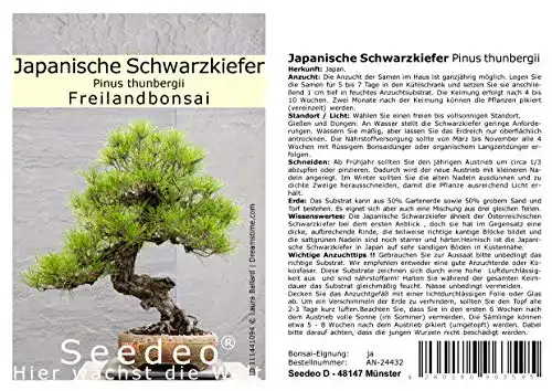 Bonsai-Samen Seedeo Japanische Schwarzkiefer, 30 Samen