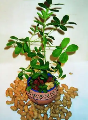 Erdnuss-Samen Tropica, Erdnuß (Arachis hypogaea) 8 Samen