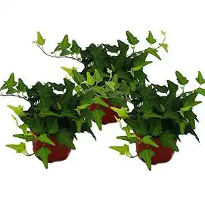 Efeu-Pflanze exotenherz Hedera helix, 3er Set, Efeu, grünlaubig 9cm