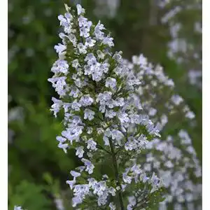 Bergminze Baumschule Kleinblättrige Calamintha nepeta