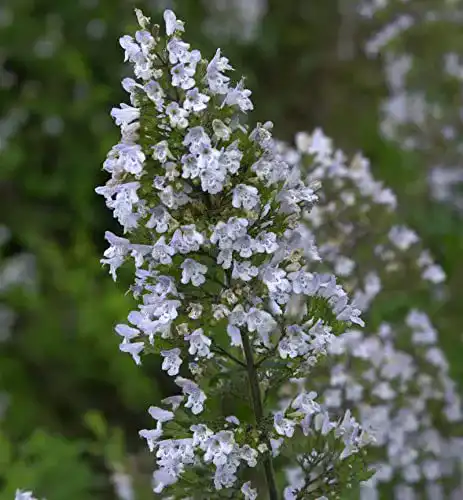 Bergminze Baumschule Kleinblättrige Calamintha nepeta
