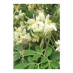 Moringa-Samen Tropica, Moringa (Moringa oleifera) 15 Samen