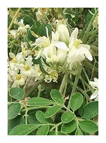Moringa-Samen Tropica, Moringa (Moringa oleifera) 15 Samen