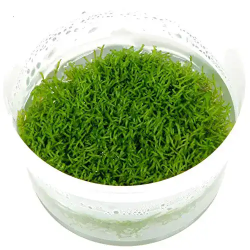 Aquarium-Moos Tropica, Riccia fluitans Nr.001 TC in Vitro