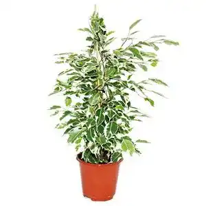 Birkenfeige exotenherz, Ficus benjamini “Twilight”, 14cm