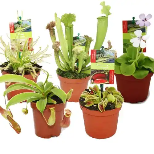 Fleischfressende Pflanzen exotenherz, Starter Set, 5 Pflanzen