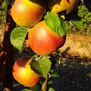 Boskoop-Apfelbaum pille baumschulen Winterapfel Roter Boskoop