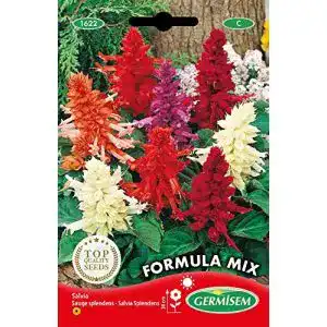 Feuersalbei Germisem EC1622 Mehrfarbig