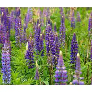 Lupinen Gründünger Bobby-Seeds Saatzucht Düngelupine