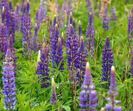 Lupinen Gründünger Bobby-Seeds Saatzucht Düngelupine