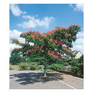 Zierbäume winterhart BALDUR Garten Albizia “Ombrella” 1 Pflanze