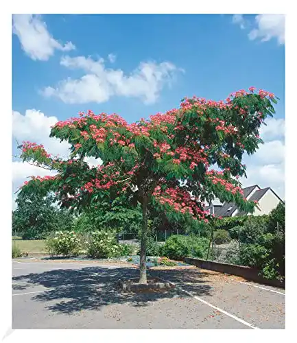Die beste Zierbäume winterhart BALDUR Garten Albizia "Ombrella" 1 Pflanze 2026 Test Bestseller Zierbäume winterhart BALDUR Garten Albizia “Ombrella” 1 Pflanze
