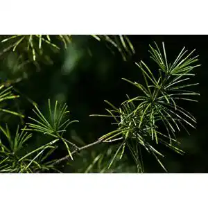 Japanische Schirmtanne PflanzenFuchs, Sciadopitys verticillata