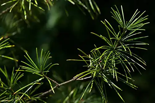 Japanische Schirmtanne PflanzenFuchs, Sciadopitys verticillata