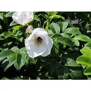 Kartoffelrose Pflanzen-Discounter24.de 1 Stk. weiße Apfelrose