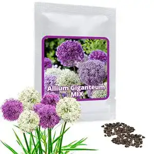 Allium-Zwiebeln Magic of Nature Riesen Zierlauch, 60 Samen