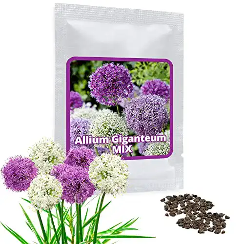 Allium-Zwiebeln Magic of Nature Riesen Zierlauch, 60 Samen