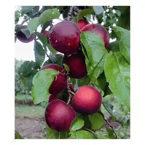 Aprikosenbaum BALDUR Garten Cherrykose®winterhart