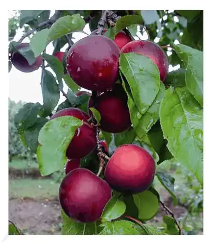 Aprikosenbaum BALDUR Garten Cherrykose®winterhart