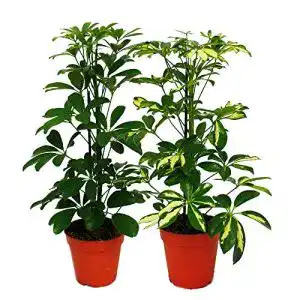 Schefflera exotenherz, Strahlenaralie Duo, 12cm Topf, 2 Pflanzen