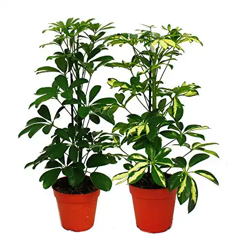 Schefflera exotenherz, Strahlenaralie Duo, 12cm Topf, 2 Pflanzen