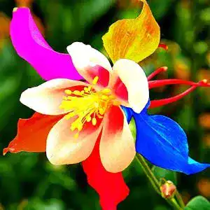 Akelei-Samen TOYHEART 50Pcs Premium Blumensamen, Aromatisch
