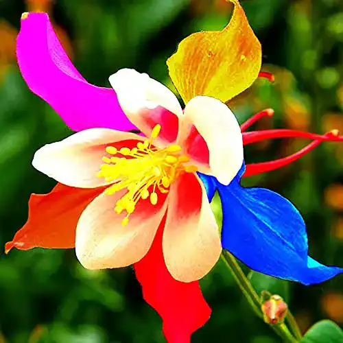 Akelei-Samen TOYHEART 50Pcs Premium Blumensamen, Aromatisch