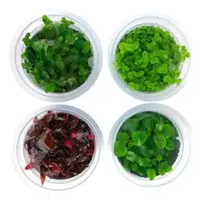 Aquarium-Pflanzen Greenscaping In Vitro 4er Pflanzen Set