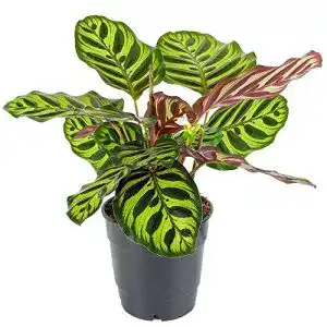 Korbmarante GardenersDream Calathea Makoyana Pfeilwurz