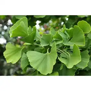 Ginkgo-Samen KräuMa Ginkgo biloba Fächerbaum, 10 Samen