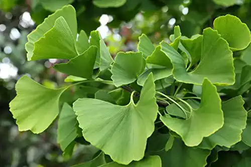 Ginkgo-Samen KräuMa Ginkgo biloba Fächerbaum, 10 Samen