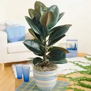Gummibaum GardenersDream Ficus Abidjan, 30-40 cm inkl. Topf