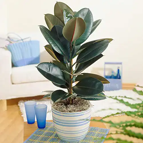 Gummibaum GardenersDream Ficus Abidjan, 30-40 cm inkl. Topf