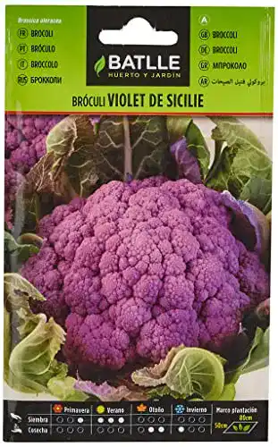 Brokkoli-Samen Batlle Gemüsesamen, Brokkoli Violett Sicile