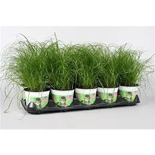Katzengras Blumen Senf Blumen-Senf 5 Pflanzen