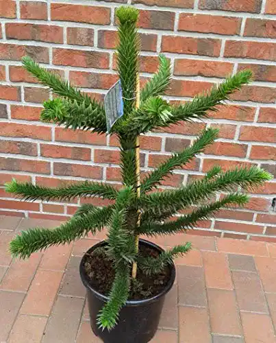 Araukarien Pflanzen Böring Araucaria araucana Araucaria araucana