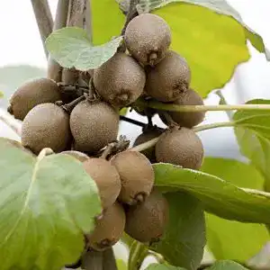 Kiwibaum Pflanzen Für Dich Kiwi Pflanze Sorte Jenny