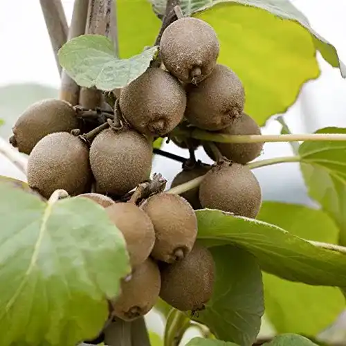 Kiwibaum Pflanzen Für Dich Kiwi Pflanze Sorte Jenny