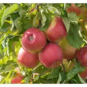 Apfelbaum Jonagold Artländer Pflanzenhof, Winterapfel, im Topf