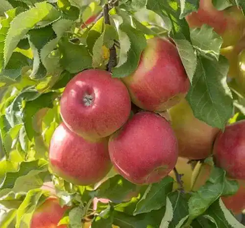 Apfelbaum Jonagold Artländer Pflanzenhof, Winterapfel, im Topf